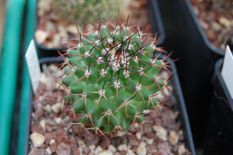 Mammillaria kewensis 