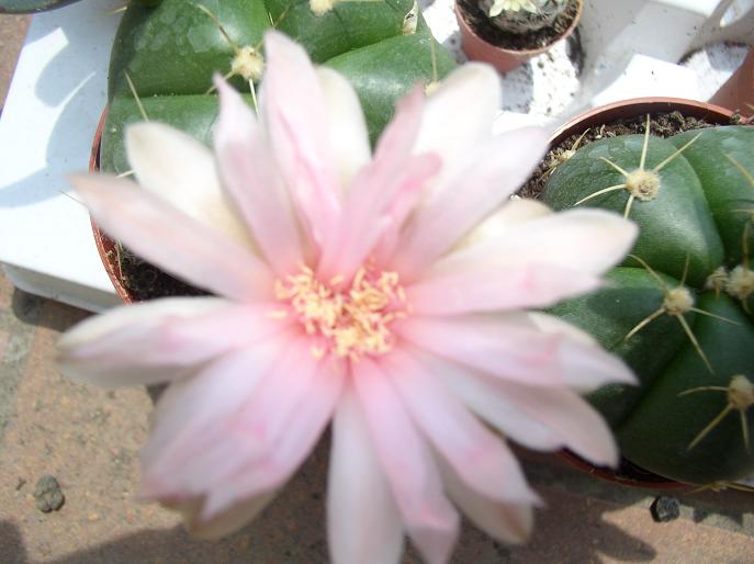 Gymnocalycium horstii 