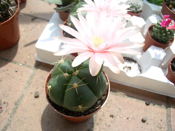 Gymnocalycium horstii 