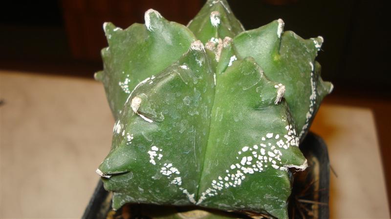 Astrophytum myriostigma cv. kikko x hakuun 