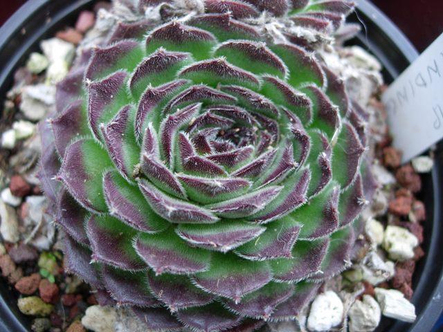 Sempervivum kindingeri 