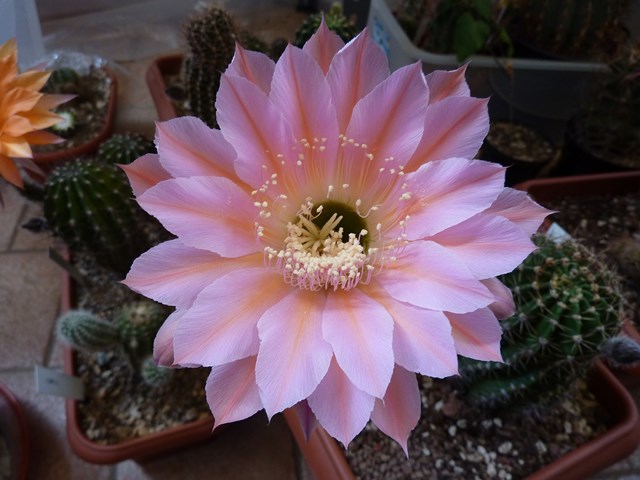 Echinopsis cv. kira 