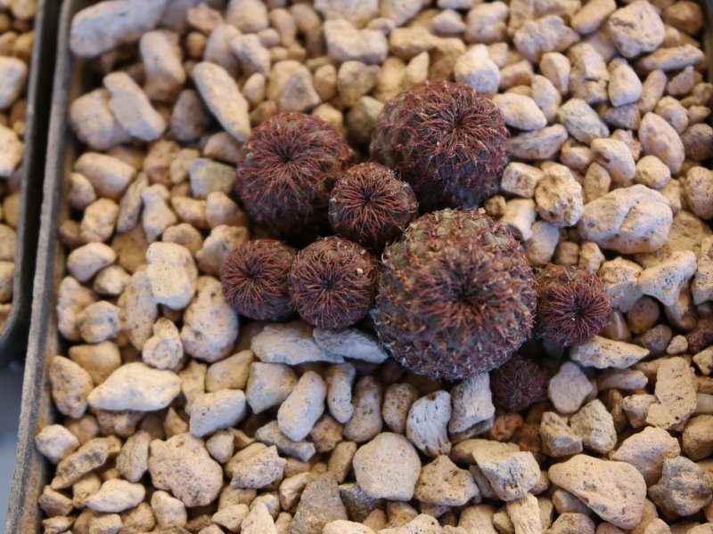 Sulcorebutia rauschii KK1209