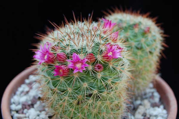 Mammillaria kladiwae 