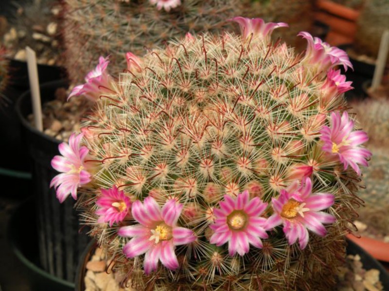 Mammillaria kleiniorum 