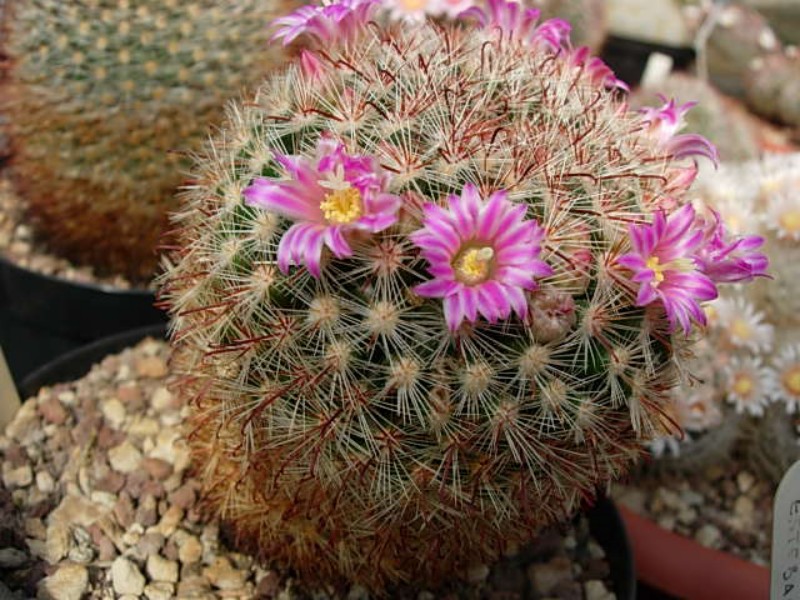 Mammillaria kleiniorum 