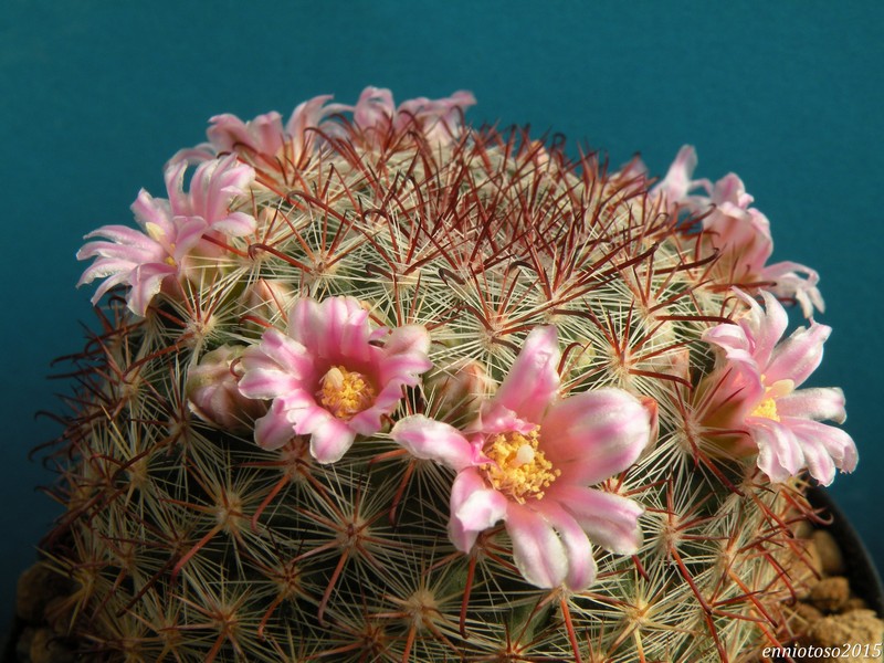 Mammillaria kleiniorum 