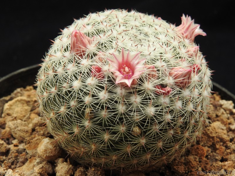 Mammillaria brauneana ML 99