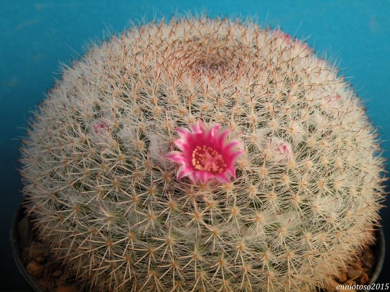 Mammillaria klissingiana ROG 596