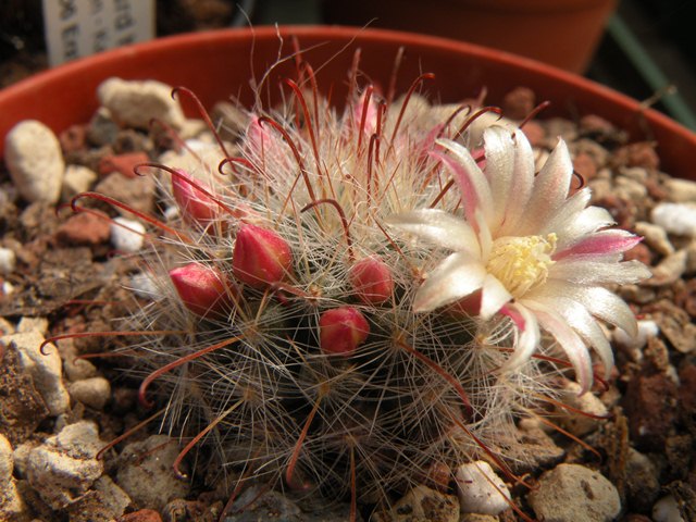 Mammillaria knebeliana SB 29