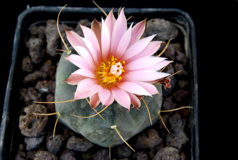 Echinocereus knippelianus 