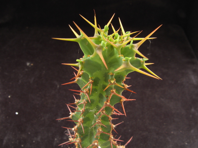 Euphorbia knobelii 