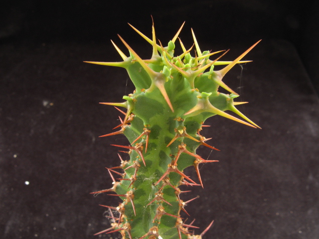 euphorbia knobelii