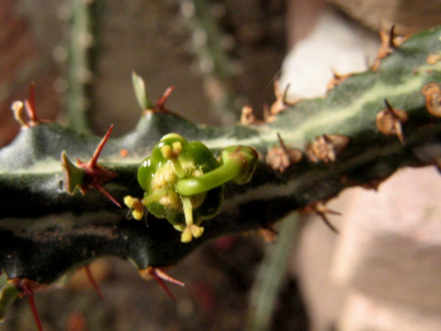 Euphorbia knuthii 