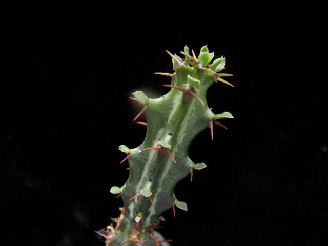Euphorbia knuthii 