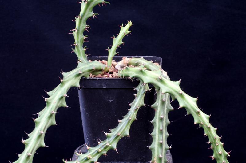 Euphorbia knuthii 