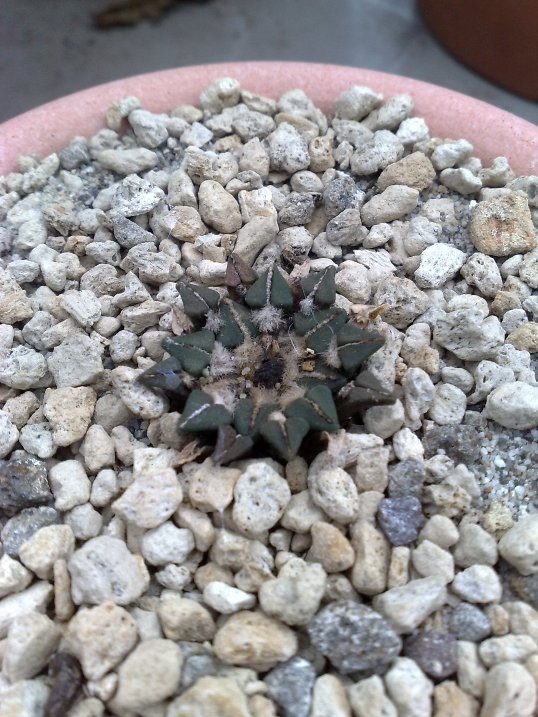 Ariocarpus kotschoubeyanus v. macdowellii 