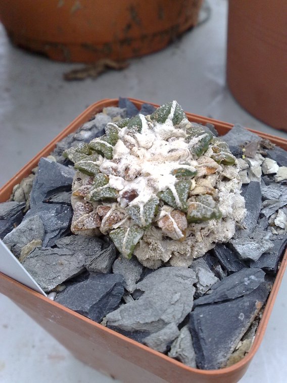 ariocarpus kotschoubeyanus v. albiflorus 