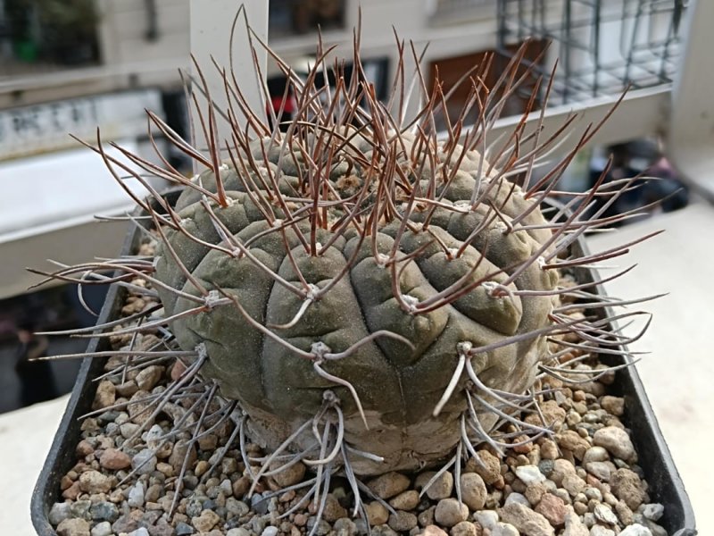 gymnocactus kozelskyanum