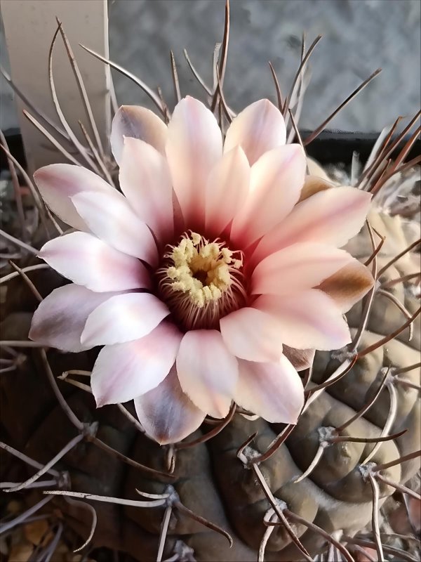 gymnocalycium kozelskyanum