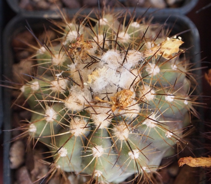 Copiapoa krainziana x cinerea 