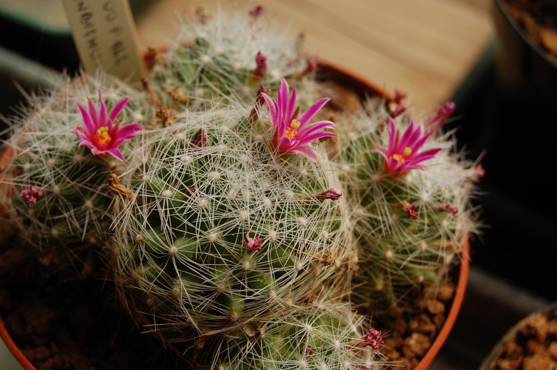 Mammillaria kraehenbuehlii P 462