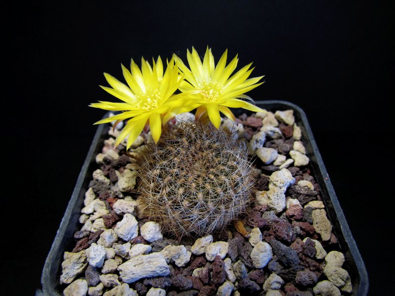 sulcorebutia tiraquensis ssp. krahnii