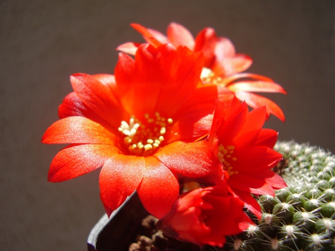 Rebutia krainziana 