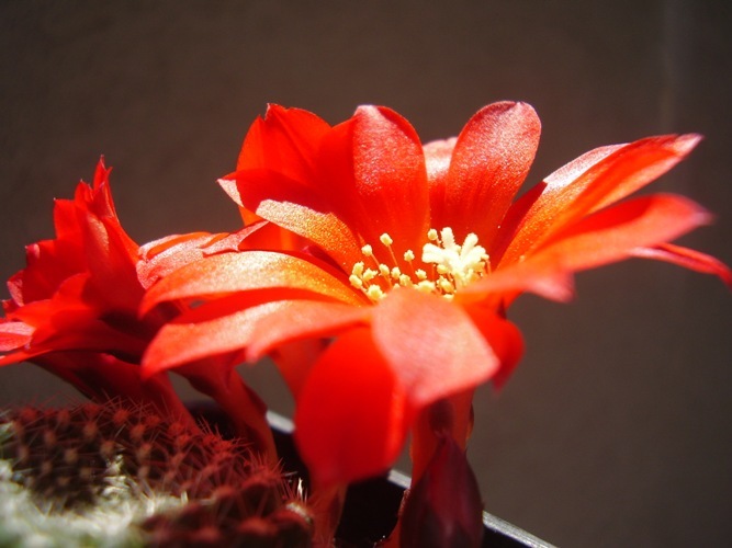 Rebutia krainziana 