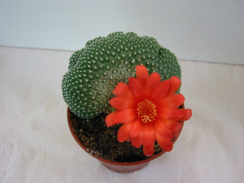 Rebutia krainziana f. cristata 