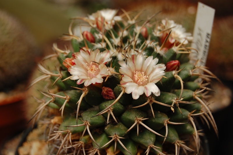 Mammillaria krameri 