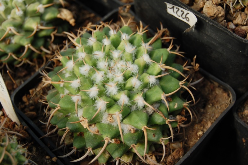 Mammillaria krameri 