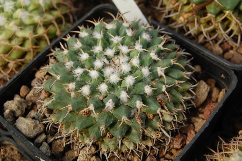 Mammillaria krameri 