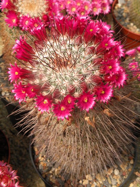 Mammillaria krasuckae 