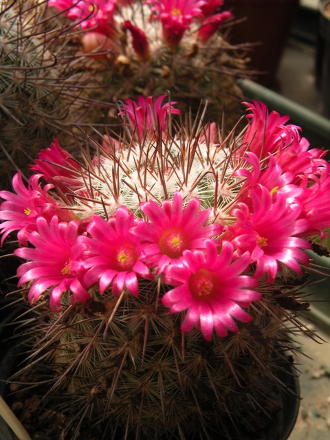 Mammillaria krasuckae ML 370