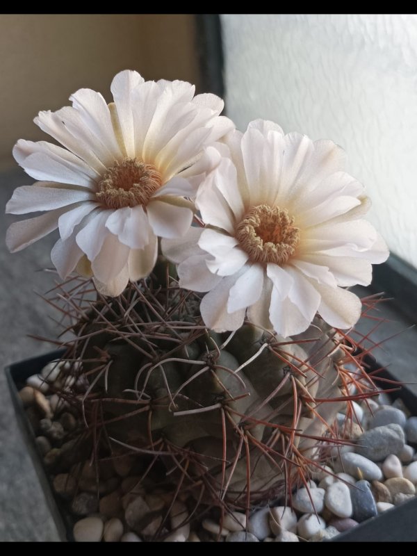 Gymnocalycium kroenleinii 