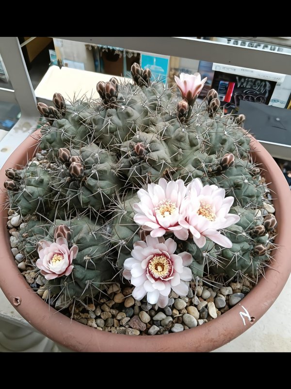 Gymnocalycium kroenleinii 