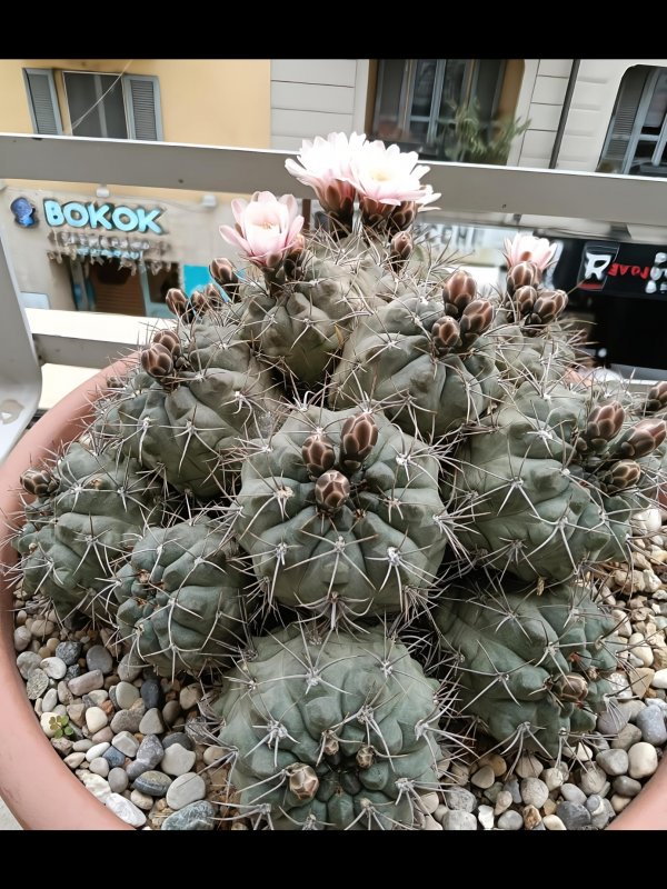 Gymnocalycium kroenleinii 
