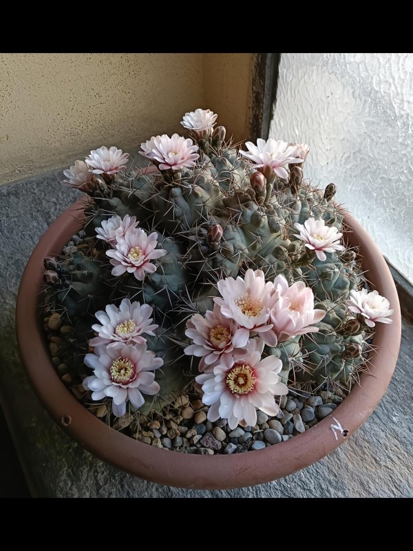 Gymnocalycium kroenleinii 
