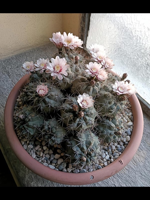 Gymnocalycium kroenleinii 
