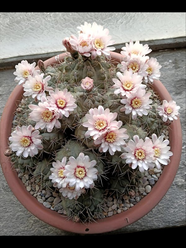 Gymnocalycium kroenleinii 