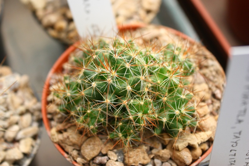 Mammillaria kuentziana ROG 579