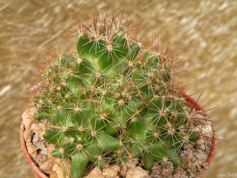 Mammillaria kuentziana ROG 579