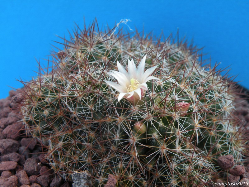 Mammillaria kuentziana ROG 579