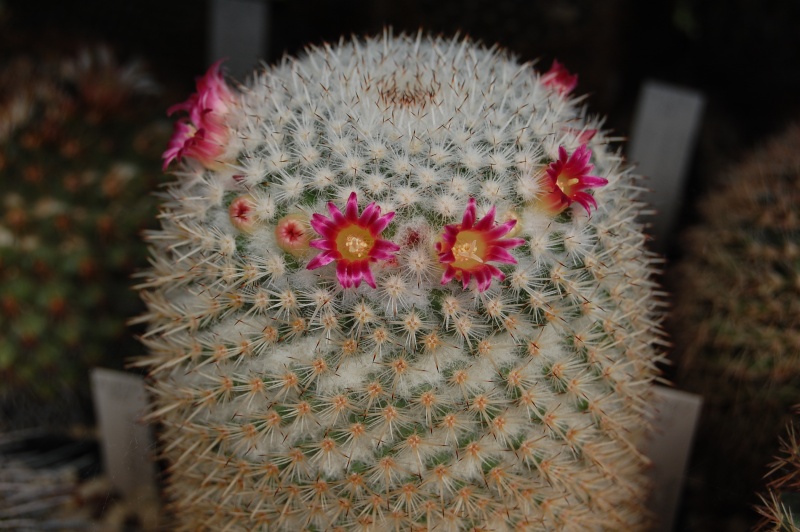 Mammillaria kunthii 