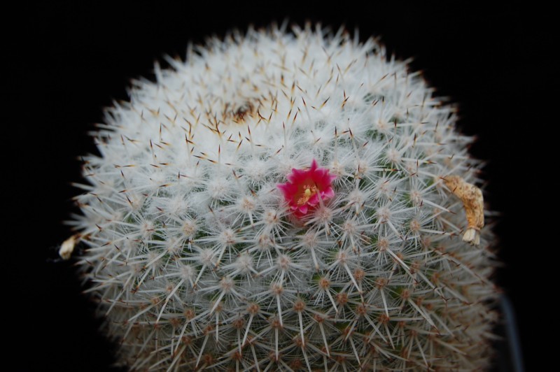 Mammillaria kunthii 