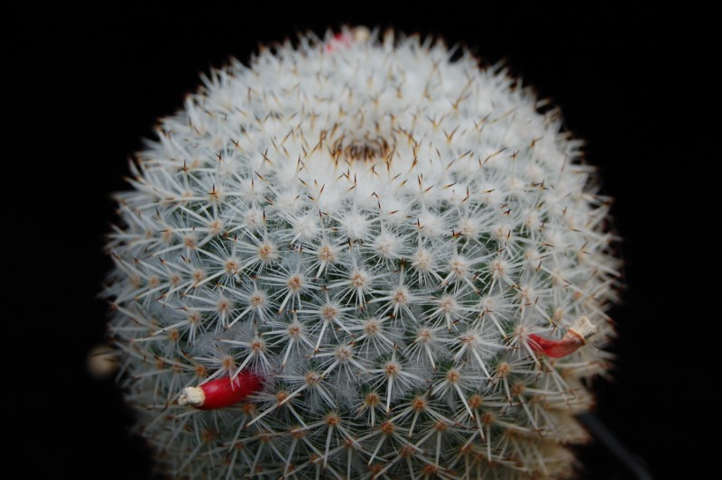 Mammillaria kunthii 