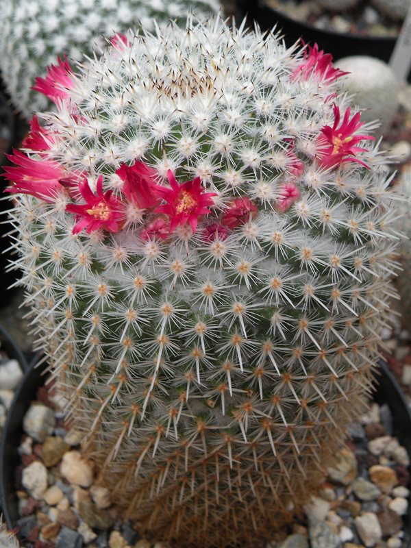 Mammillaria kunthii 