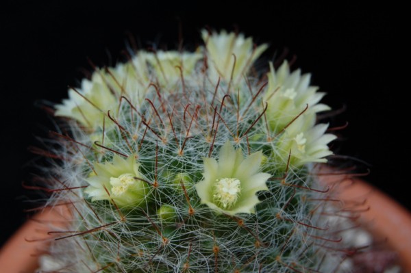 Mammillaria kunzeana 