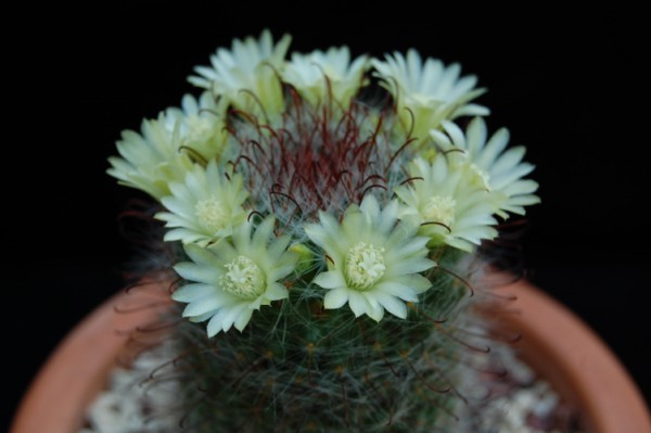 Mammillaria kunzeana 